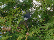7th May 2019 - Common wood pigeon in its nest