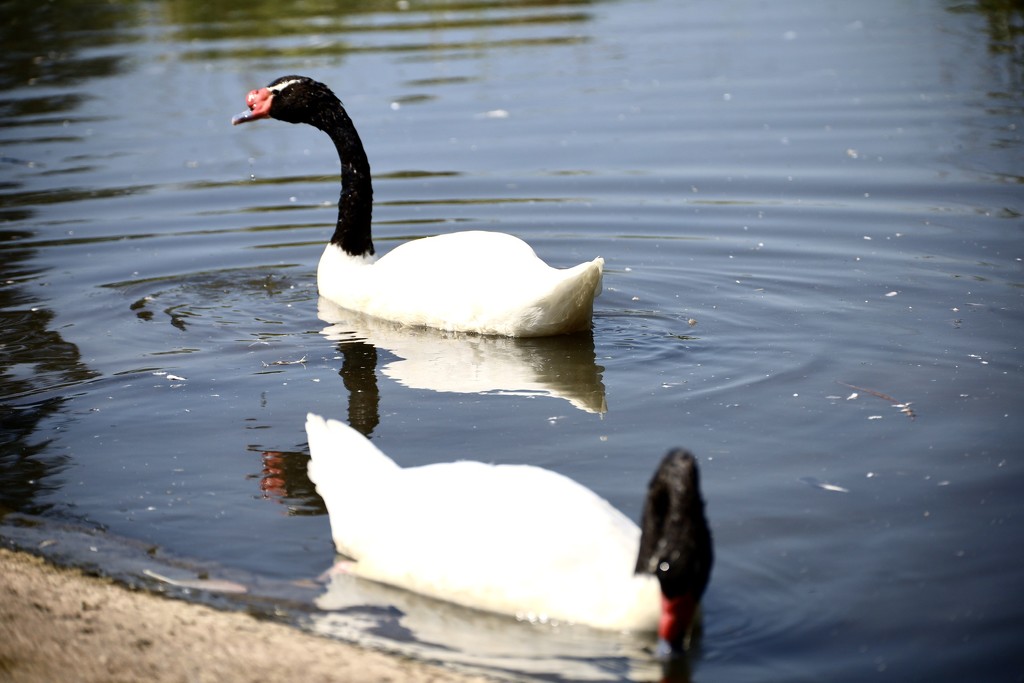 Black Necked Swans by davemockford
