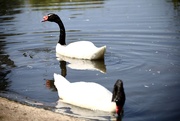25th Aug 2019 - Black Necked Swans
