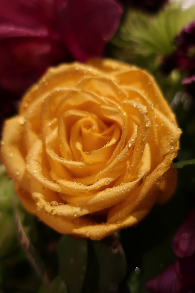 Yellow roses are my favorite by louannwarren