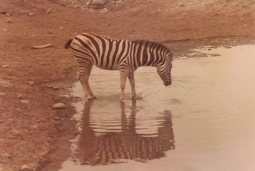 Zebra at the Zoo by spanishliz