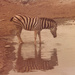 Zebra at the Zoo by spanishliz
