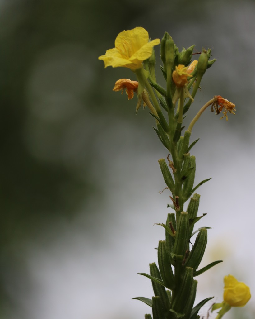 August 26: Yellow Primrose by daisymiller