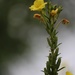 August 26: Yellow Primrose by daisymiller