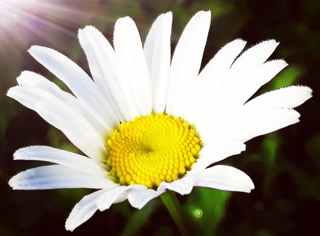 “Good morning Daisy." by flowerfairyann