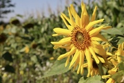 26th Aug 2019 - Sunflower