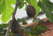 14th Aug 2017 - Figs on the tree