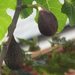 Figs on the tree by lellie