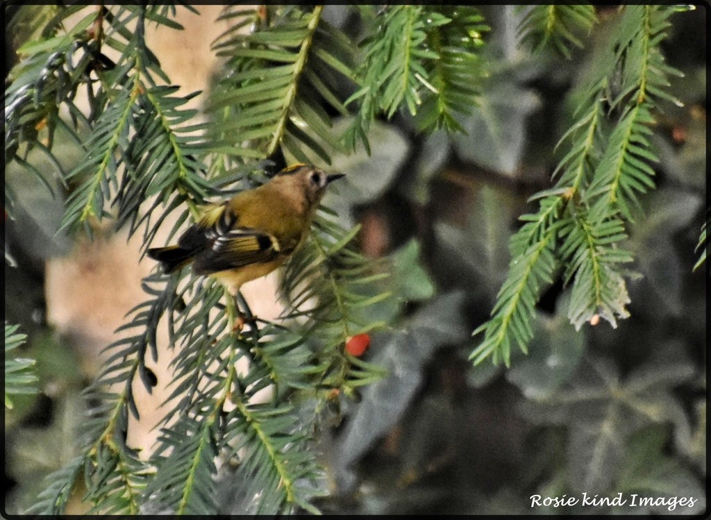 A lovely goldcrest by rosiekind