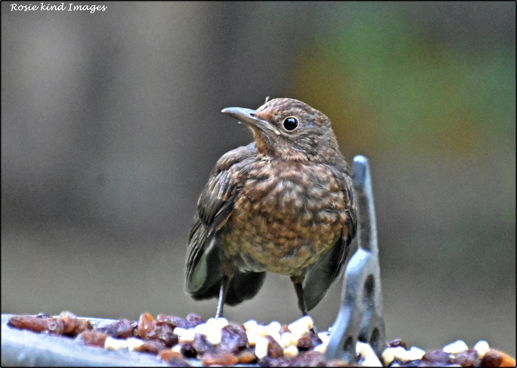 RK2_5343 A fit young blackbird by rosiekind