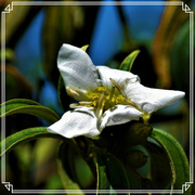27th Aug 2019 - Tiny White Flower ... Native Shrub ~   