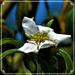Tiny White Flower ... Native Shrub ~    by happysnaps