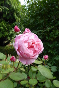 18th Aug 2019 - The roses are still flowers in the garden