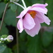 Japanese Anenome by snowy