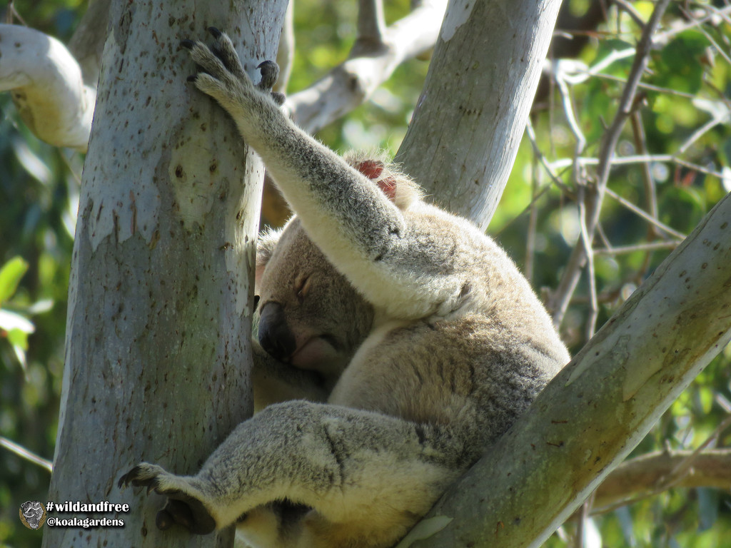 never let go ... by koalagardens
