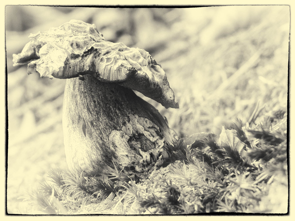 Old mushroom by haskar