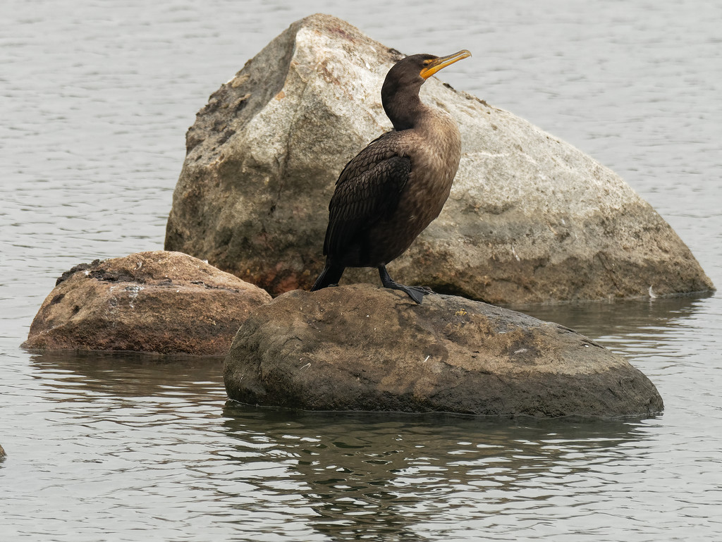 Double-crested cormorant on the rocks by rminer