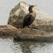 Double-crested cormorant on the rocks by rminer