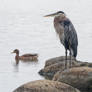 26th Aug 2019 - great blue heron on the rocks