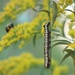 Brown-Hooded Owlet Caterpillar by paintdipper