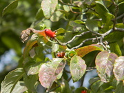 26th Aug 2019 - Red Berries on Tree