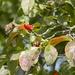 Red Berries on Tree by sfeldphotos