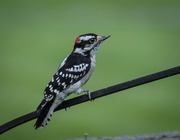 26th Aug 2019 - Woodpecker Posing