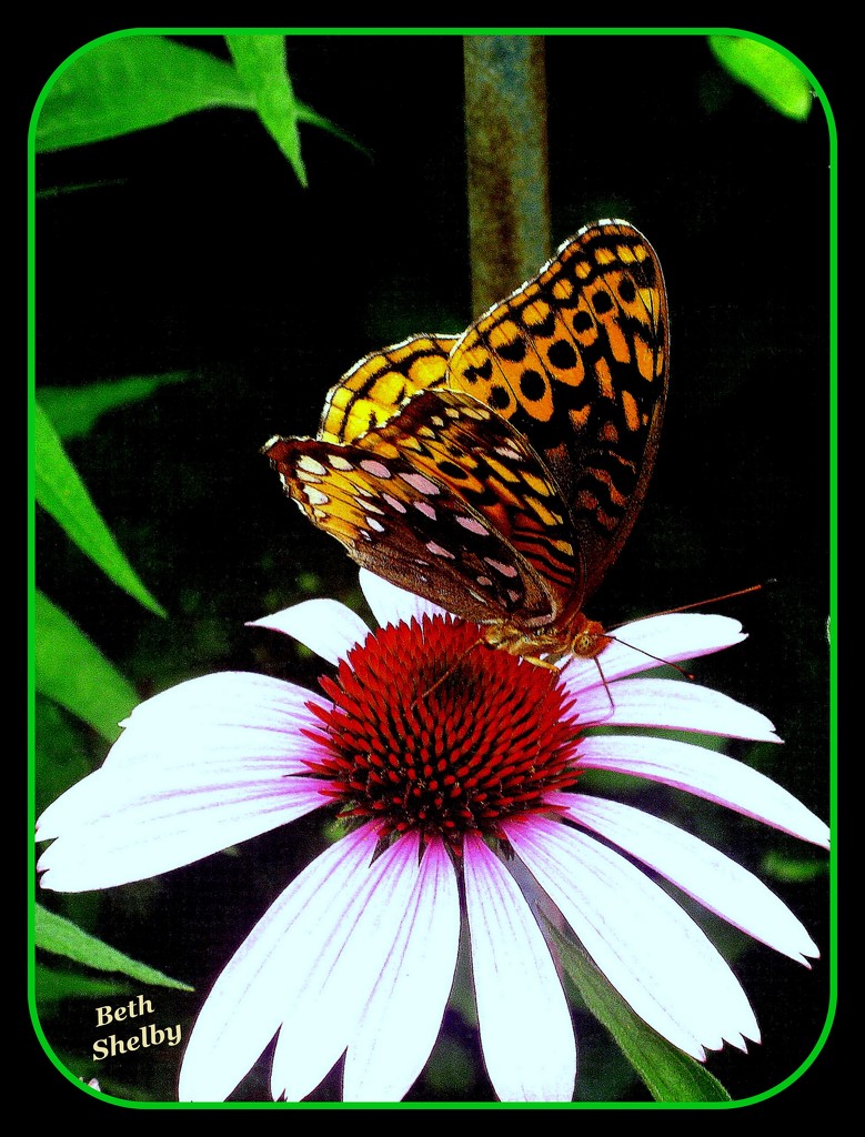 Tawny Emperor Butterfly? by vernabeth