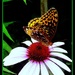 Tawny Emperor Butterfly? by vernabeth