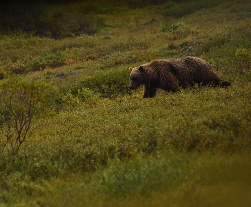 Denali National Park - Grizzly Bear by jayberg