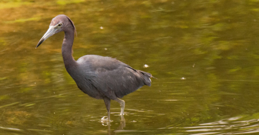 Little Blue Heron Looking for a Snack! by rickster549