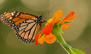 26th Aug 2019 - The Monarch Butterfly's Really Like this Flower!