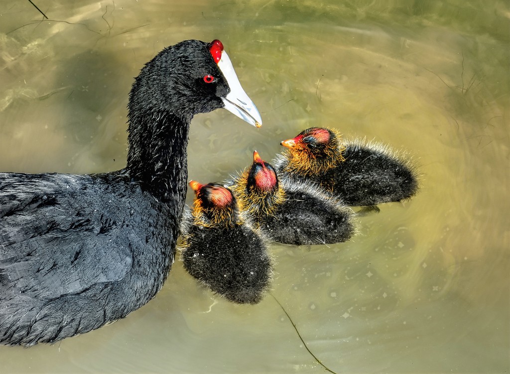Spring chicks by ludwigsdiana