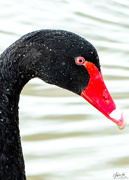 26th Aug 2019 - Black Swan
