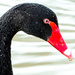 Black Swan by yorkshirekiwi