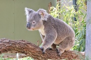 27th Aug 2019 - Cute Koala