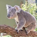 Cute Koala by leggzy