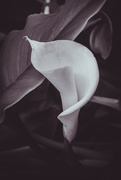 25th Aug 2019 - Arum Lily
