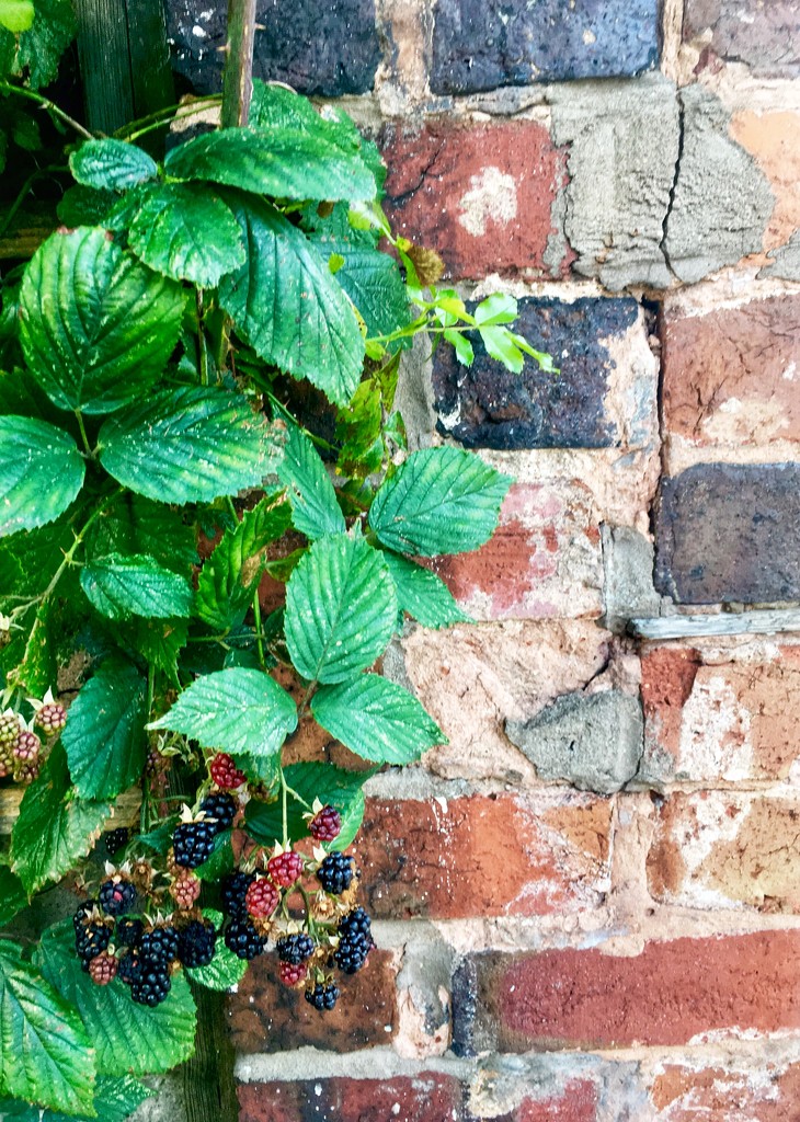 Blackberries and bricks by pattyblue