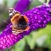 Red Admiral by pcoulson