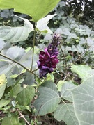 27th Aug 2019 - Kudzu Flower