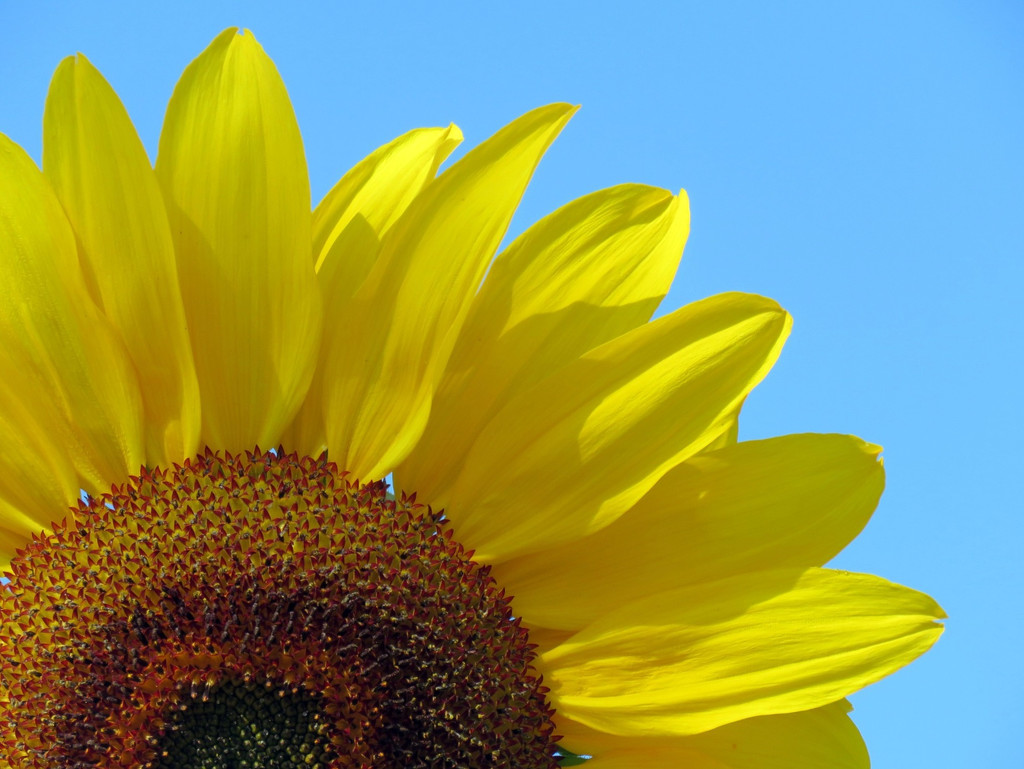 Happy Sunflower by seattlite