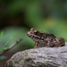 LHG_1532 Froggy by rontu
