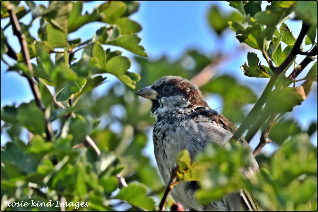 A male house sparrow by rosiekind