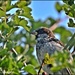 A male house sparrow by rosiekind