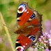 Peacock Butterfly by fishers