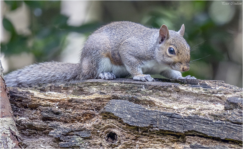 Cheeky Squirrel  by pcoulson