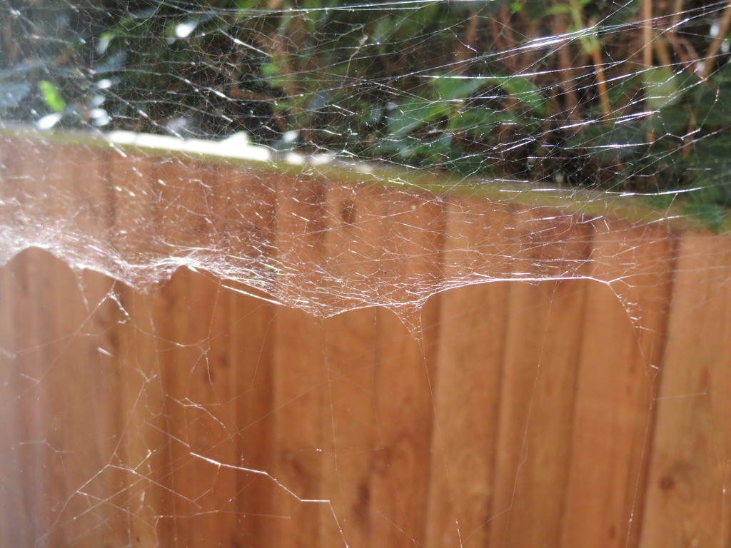 Spiderweb by lellie