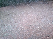 8th Jan 2011 - Snow falling on the ground 1-8-11