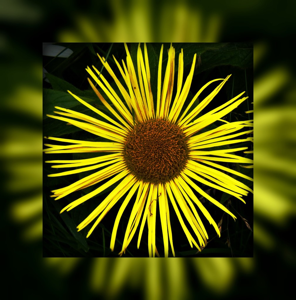 Sunflower  by beryl